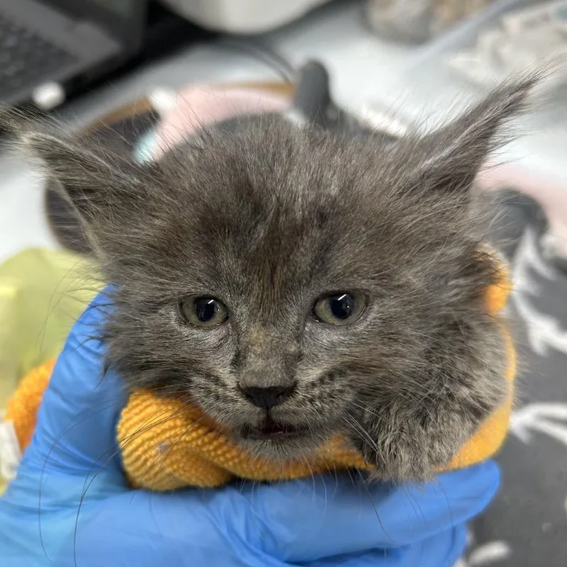 A baby small-sized female Black Domestic Short Hair cat named Csasstray__ for adoption in Springtown, TX