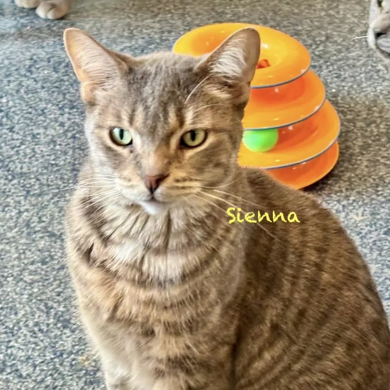 An adult medium-sized female Tabby (Gray / Blue / Silver) Tabby cat named Sienna for adoption in Palatine, IL