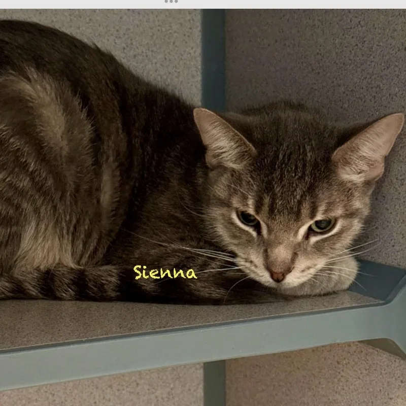 Sienna thumbnail 3