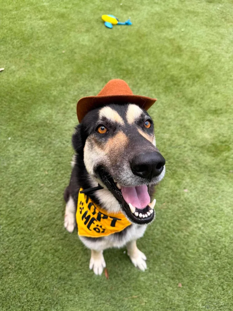 A young medium-sized male Black Husky dog named Luka for adoption in Willis, TX