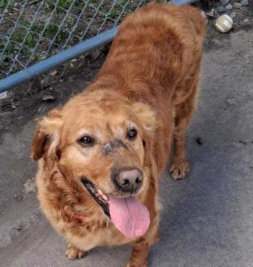An adult medium-sized female Golden Retriever dog named Violet for adoption in Little Falls, MN