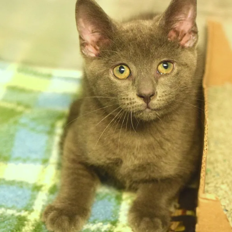 A baby small-sized male Gray / Blue / Silver Domestic Short Hair cat named Hefty for adoption in Belleville, IL