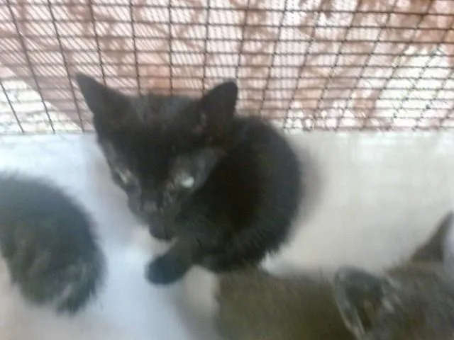 A baby small-sized male Domestic Short Hair cat named Quinn for adoption in Miami, FL