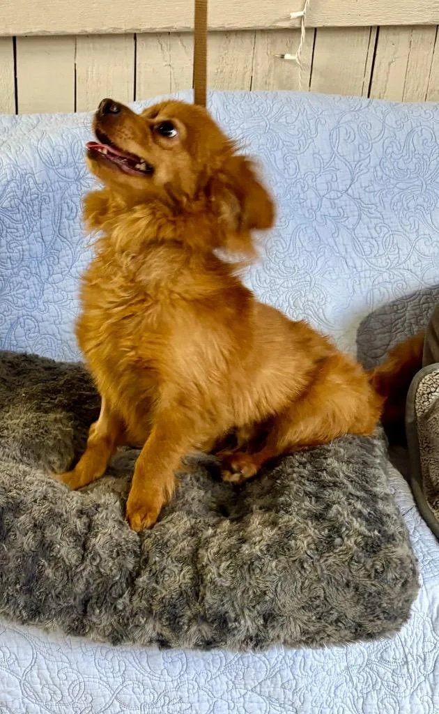 A baby small-sized male Chihuahua dog named Skittles for adoption in Fort Worth, TX