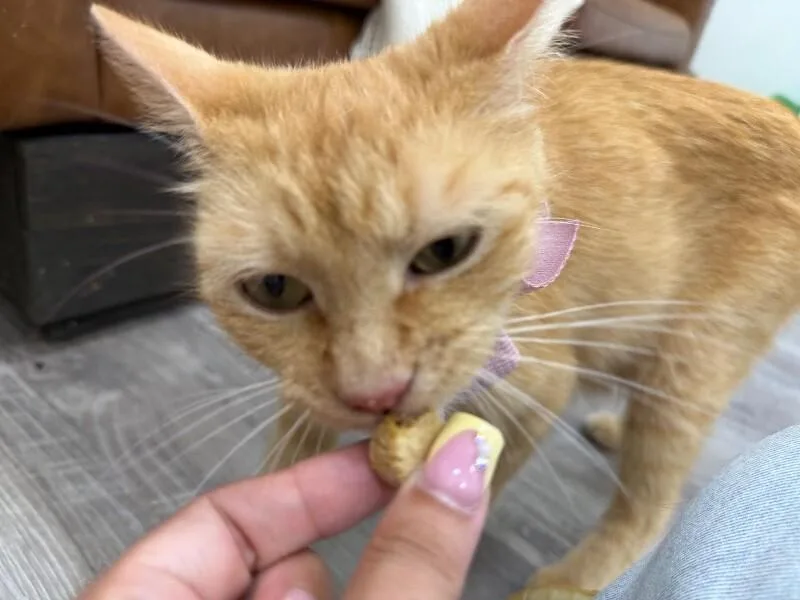 Momma Honey thumbnail 5