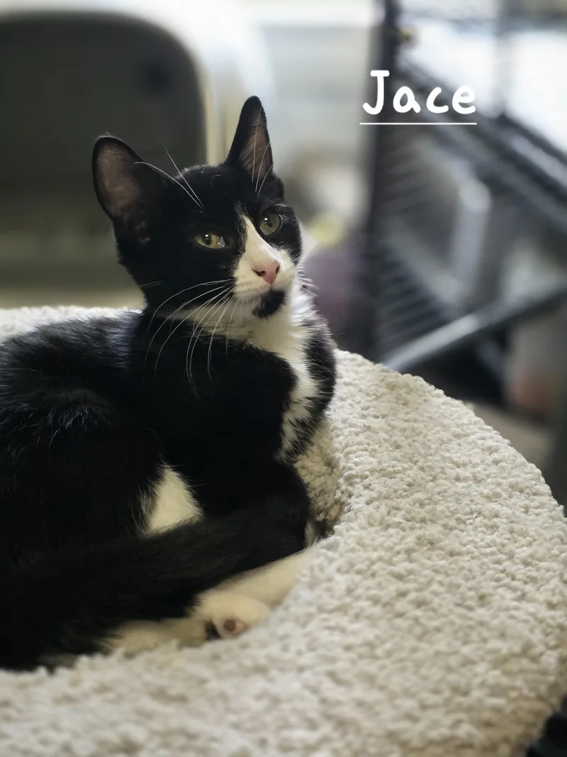 A baby medium-sized male Black & White / Tuxedo Domestic Short Hair cat named Jace for adoption in Battle Creek, MI