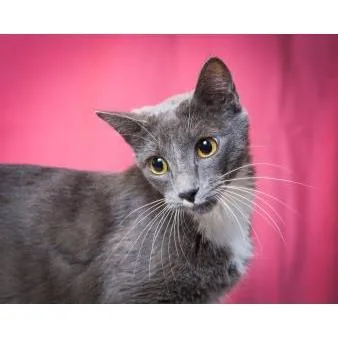 A senior medium-sized female Domestic Short Hair cat named Gypsy for adoption in Los Angeles, CA