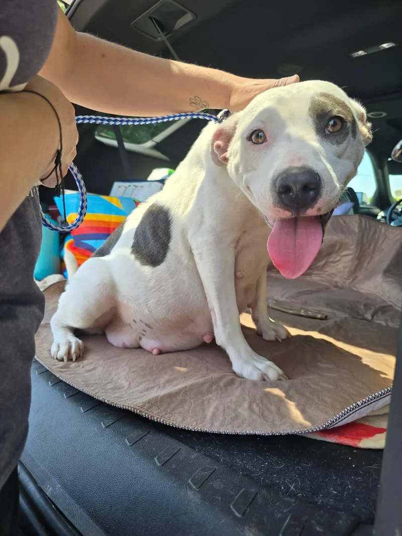 An adult medium-sized female Terrier dog named Sophie for adoption in Holbrook, NY