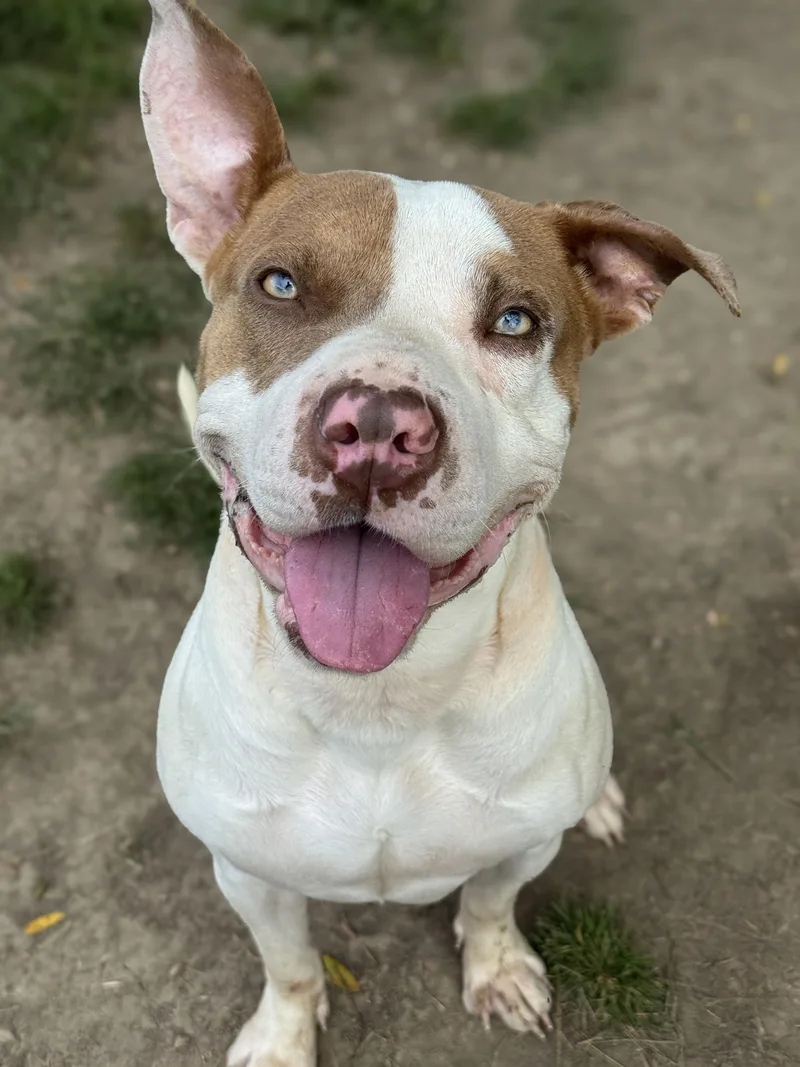 A young medium-sized female Yellow / Tan / Blond / Fawn Pit Bull Terrier dog named Fawn for adoption in Anderson, IN