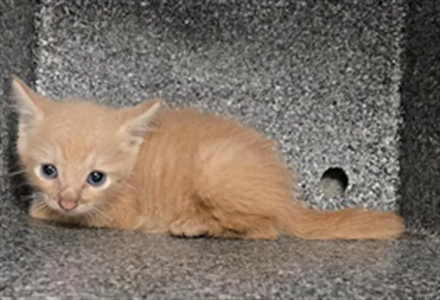 A baby medium-sized male Domestic Short Hair cat named Pumpkin for adoption in Dallas, TX