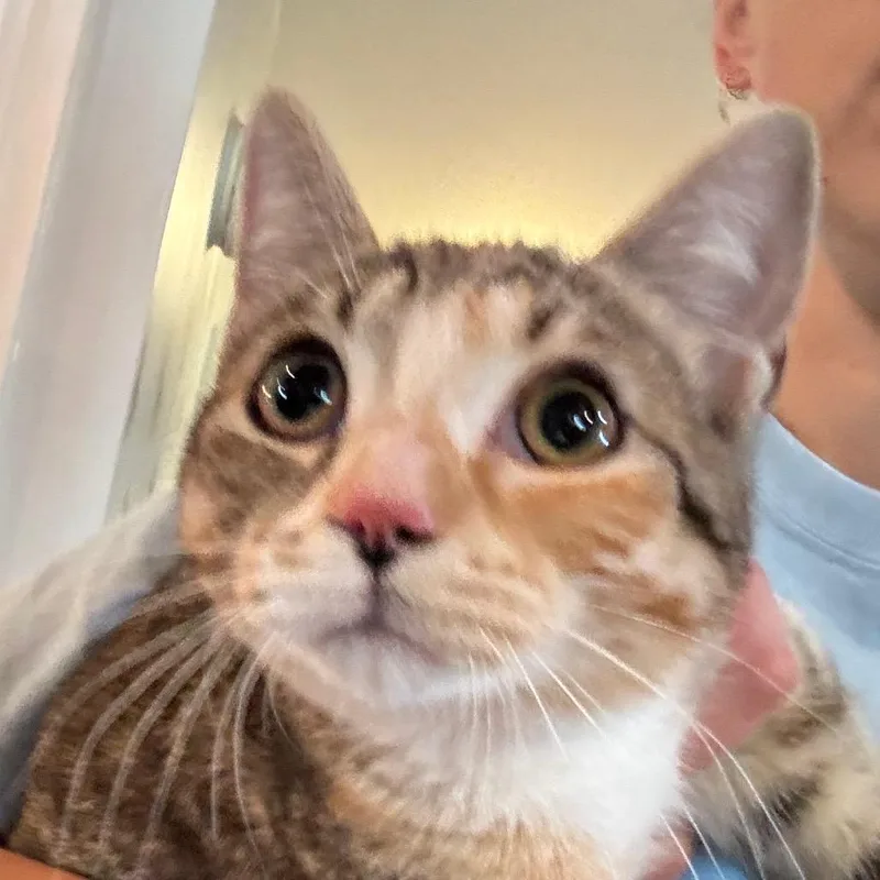 A young medium-sized female Torbie Domestic Short Hair cat named Potpurri for adoption in Salisbury, MA