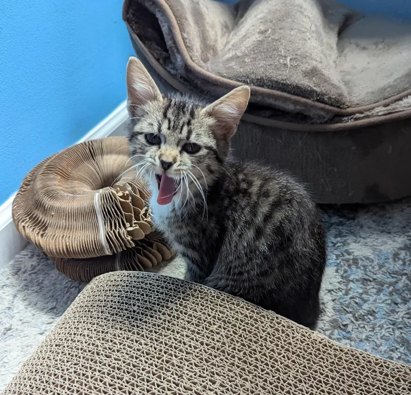 A baby medium-sized female Tabby (Gray / Blue / Silver) Domestic Short Hair cat named Bootzie for adoption in Rossville, TN