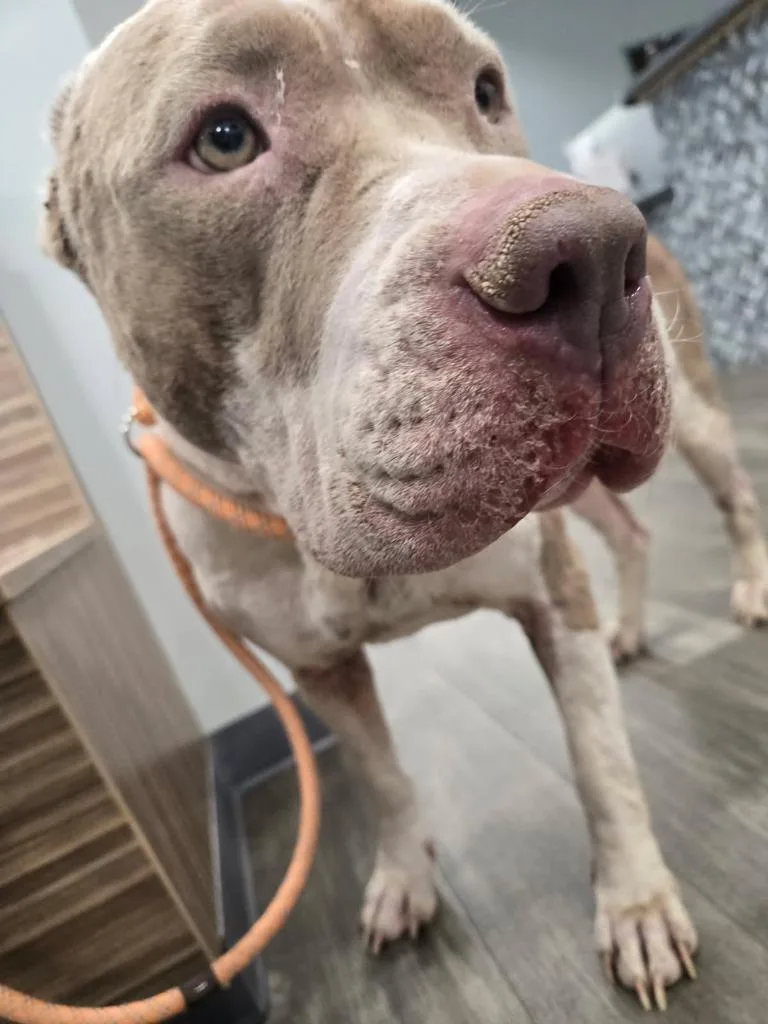 An adult large-sized female Pit Bull Terrier dog named Anya for adoption in Winder, GA