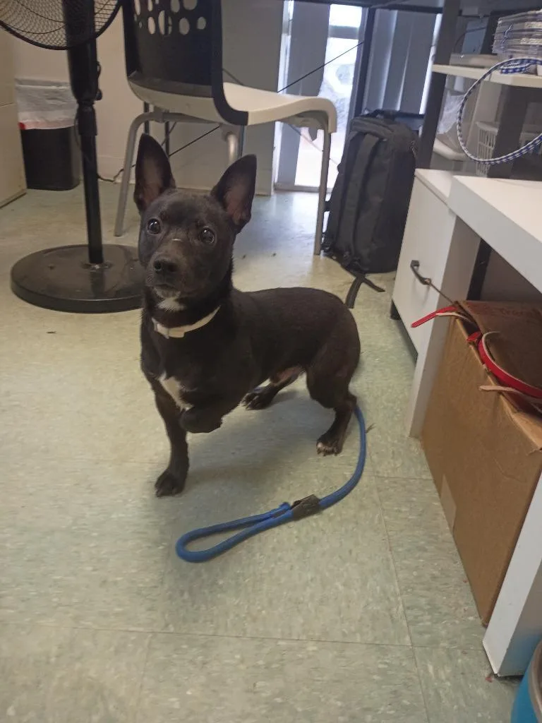 A young small-sized male Terrier dog named Willard for adoption in Albany, GA