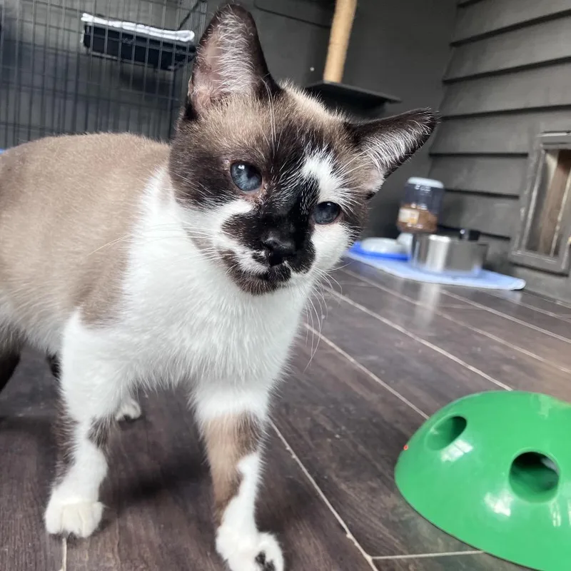A senior medium-sized male Brown / Chocolate Siamese cat named Fuzz Lightyear for adoption in Freeport, FL