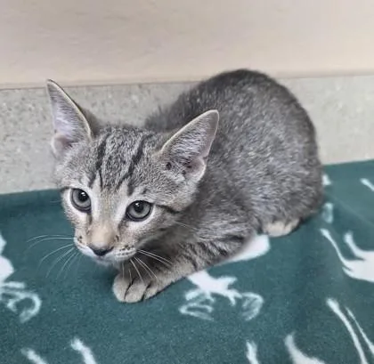 A young small-sized male Domestic Short Hair cat named Toulouse for adoption in Phoenix, AZ