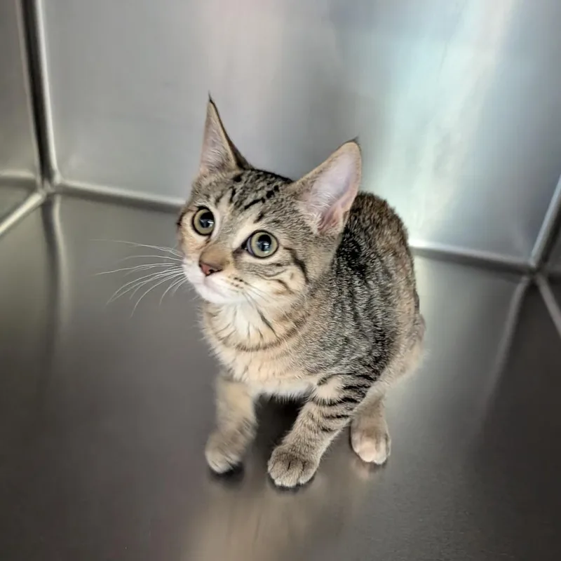 A baby medium-sized female Torbie Domestic Short Hair cat named Gabby for adoption in Cape Girardeau, MO