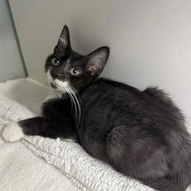 A baby small-sized female Black Domestic Short Hair cat named Guitar for adoption in Jupiter, FL