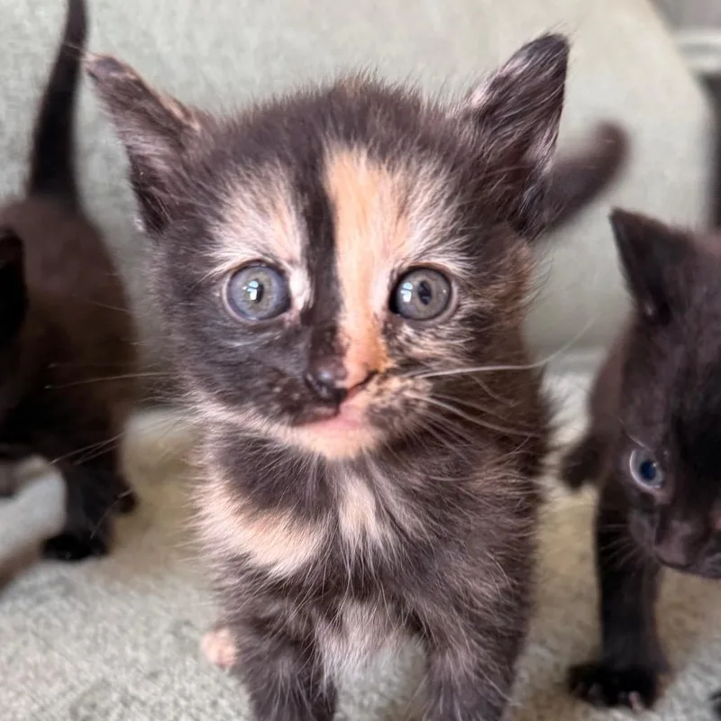 A baby small-sized female Black Domestic Short Hair cat named Thimble for adoption in Alexandria, VA