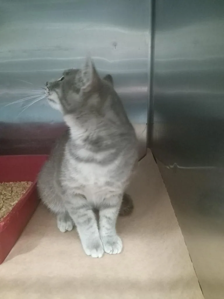 A young large-sized male Domestic Short Hair cat named Tea Cup for adoption in Cartersville , GA