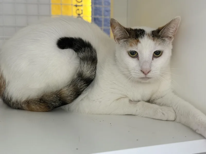 An adult medium-sized female Calico Domestic Short Hair cat named Honey for adoption in Oceanside, CA