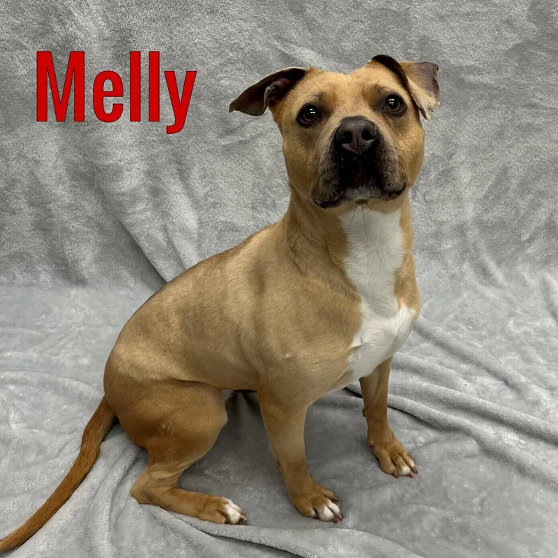 An adult medium-sized female Brown / Chocolate Mixed Breed dog named Melly for adoption in Pleasantville, NJ