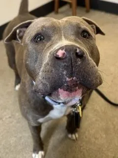 A young large-sized female Brown / Chocolate Pit Bull Terrier dog named Eureka for adoption in Cleveland, OH