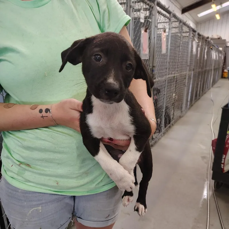 A baby small-sized female Black Boxer dog named Taylor for adoption in Novelty, OH