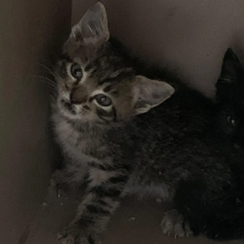 A baby small-sized male Brown / Chocolate Domestic Short Hair cat named Wonder for adoption in Cleveland, MS