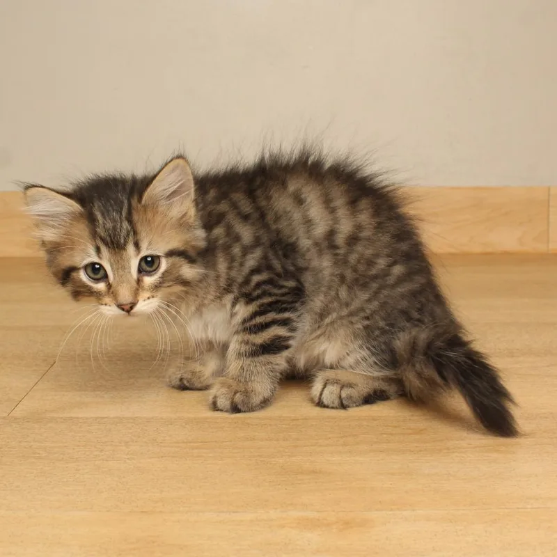 A baby small-sized male Brown / Chocolate Domestic Short Hair cat named Meowcarpone C for adoption in Minnetonka, MN