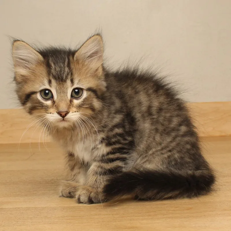 Meowcarpone C thumbnail 2