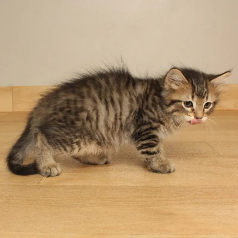 Meowcarpone C thumbnail 3