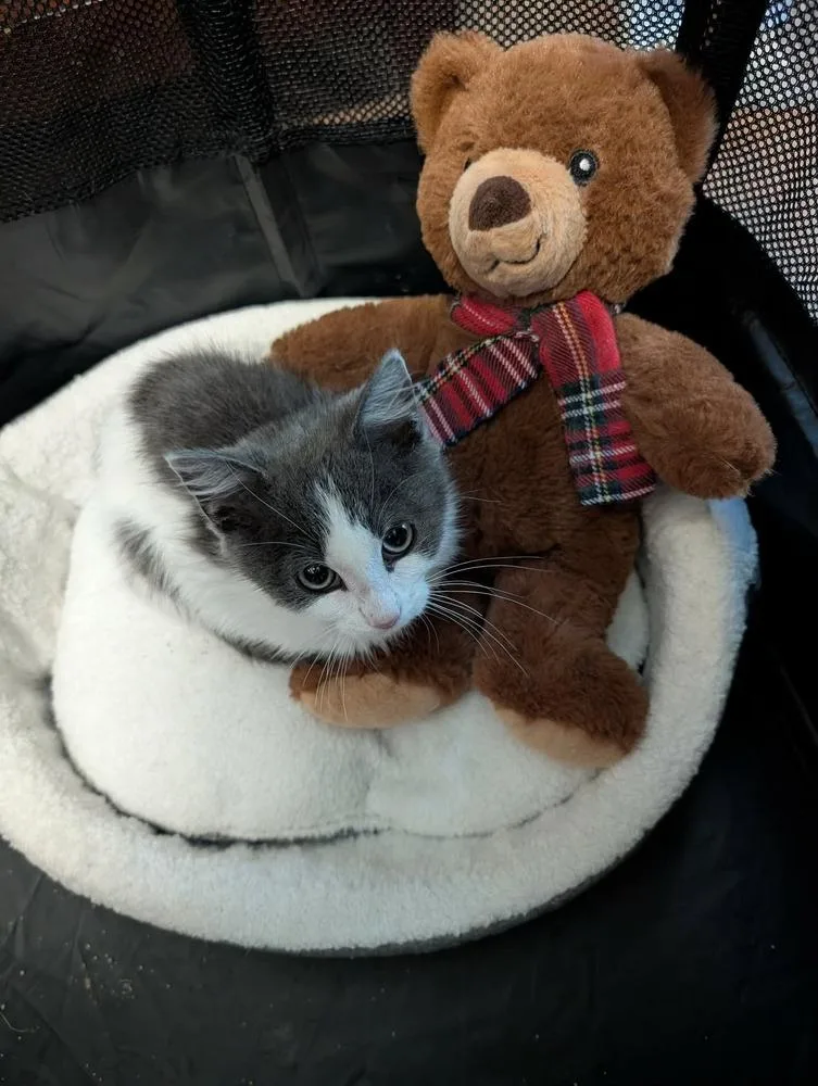 A baby small-sized male Gray & White Domestic Medium Hair cat named Stormy Siren Grifols for adoption in Poplar Grove, IL