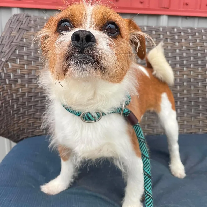 A young small-sized male Shih Tzu dog named Dilly for adoption in Minooka, IL