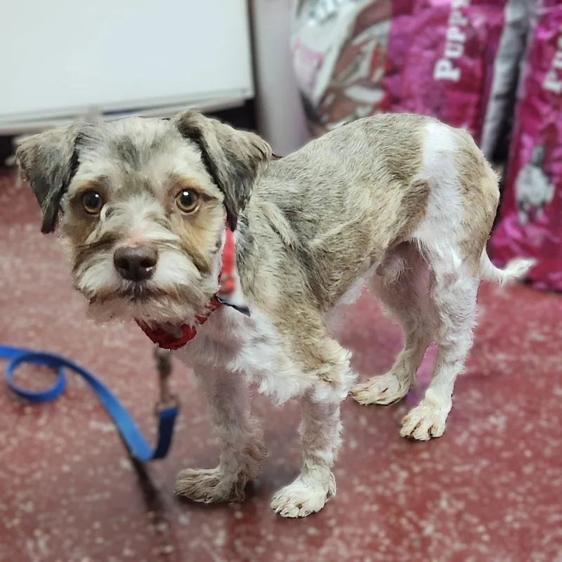 An adult small-sized male Schnauzer dog named Gerard for adoption in Fargo, ND