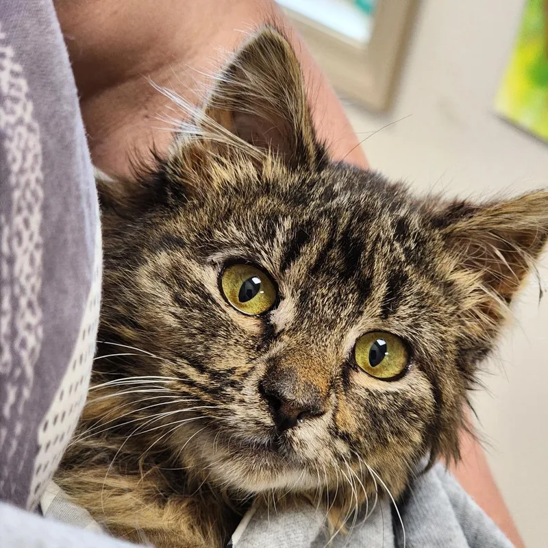 An adult medium-sized female Black Domestic Long Hair cat named Wonka for adoption in East Smithfield , PA