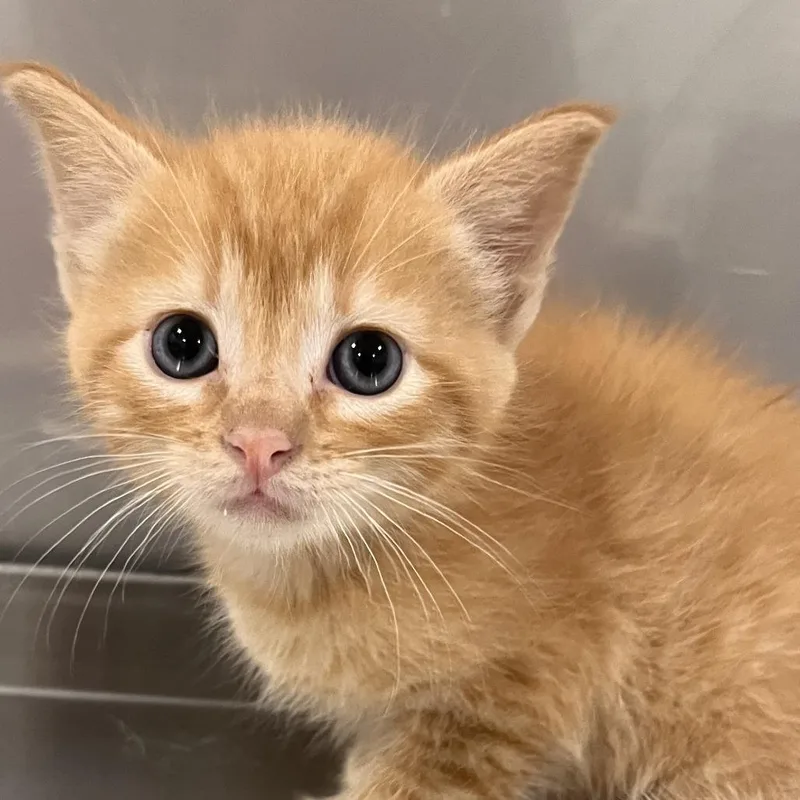 A baby small-sized male Orange / Red Domestic Short Hair cat named Fo for adoption in Washburn, MO