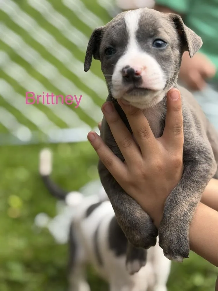 A baby small-sized female Mixed Breed dog named Brittney for adoption in Bronx, NY