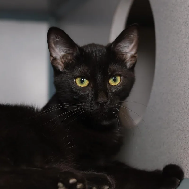 A young medium-sized female Black Domestic Short Hair cat named Olivene for adoption in Evansville, IN