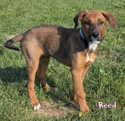 A baby small-sized male German Shepherd Dog dog named Reed for adoption in Mason, MI