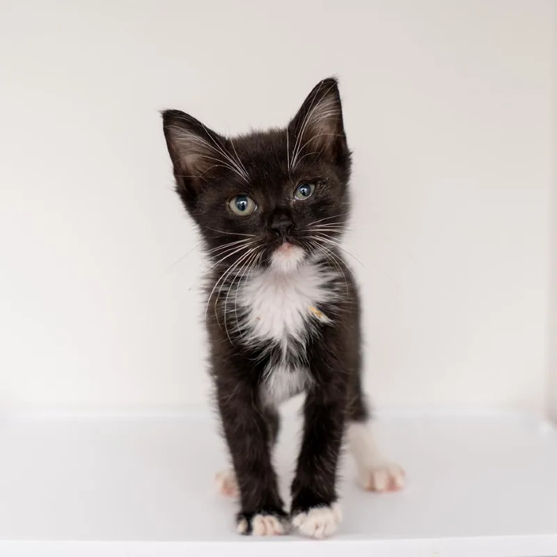 A baby small-sized female Domestic Short Hair cat named Siren for adoption in New York, NY