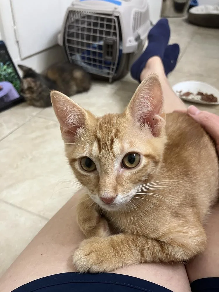 A baby small-sized male Domestic Short Hair cat named NoDavid for adoption in Dallas, TX