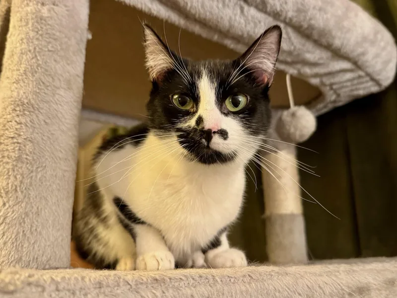 A baby medium-sized female Black & White / Tuxedo Domestic Short Hair cat named Sydney  Teen Female for adoption in Los Altos Hills, CA