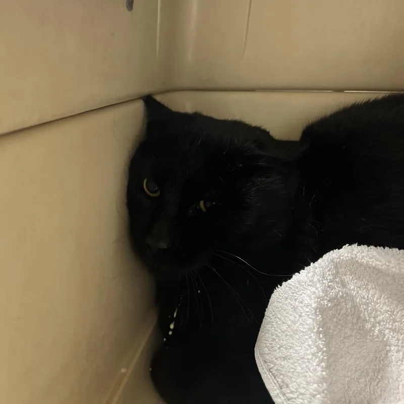 An adult large-sized male Black Domestic Short Hair cat named Sandi Buckley for adoption in West Olive, MI