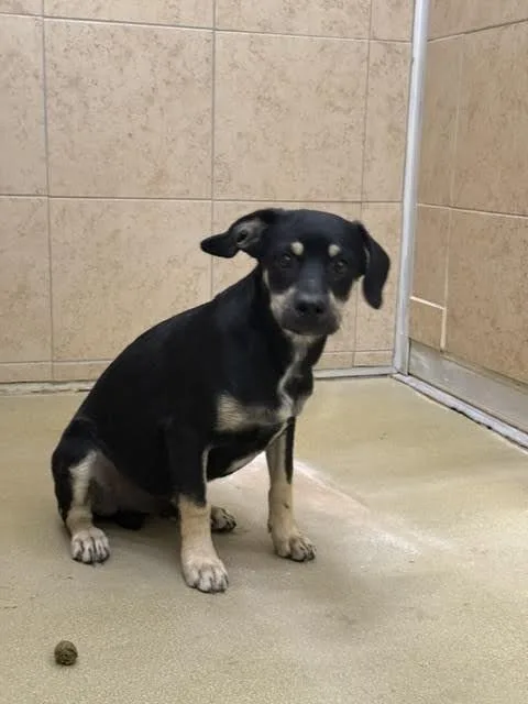A young small-sized male Black Mixed Breed dog named Skittles for adoption in Hobbs, NM