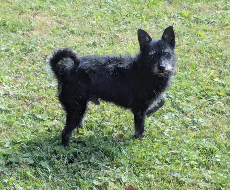 A senior small-sized male Scottish Terrier dog named Pacer for adoption in Knoxville, TN