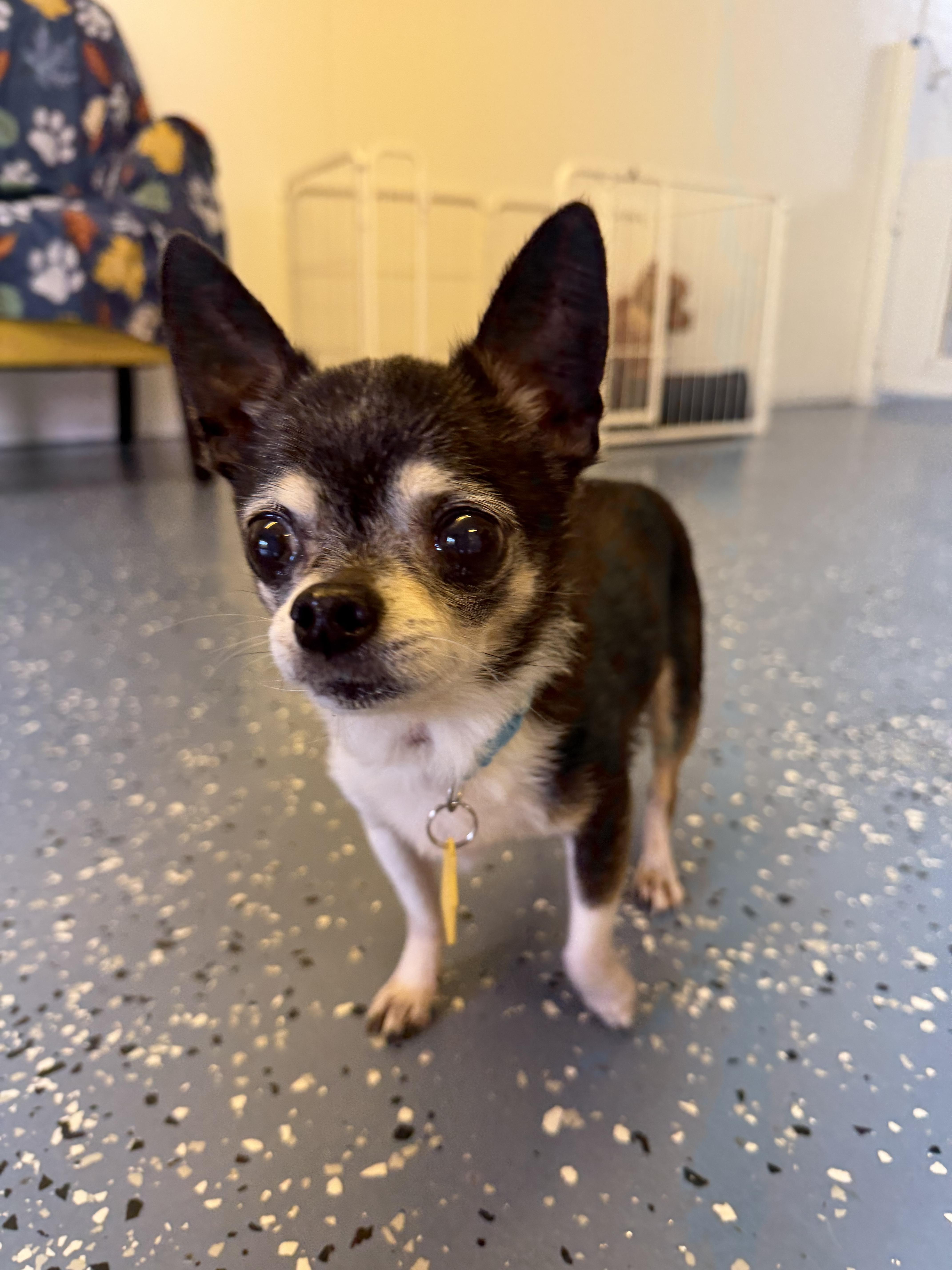 A senior small-sized male Chihuahua dog named Donnie for adoption in Indianapolis, IN