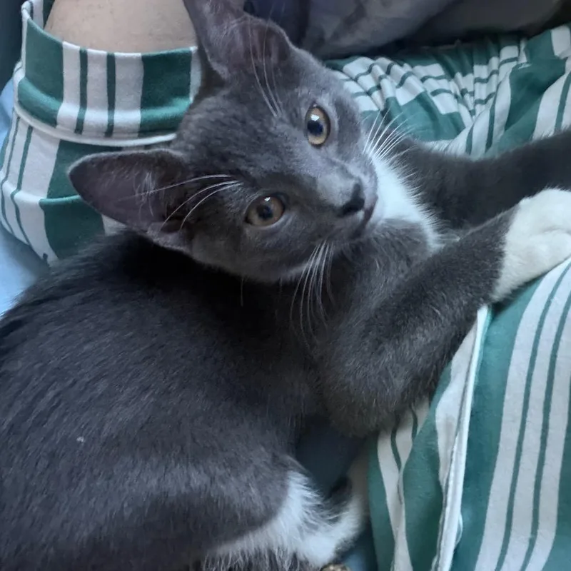 Pippa thumbnail 5