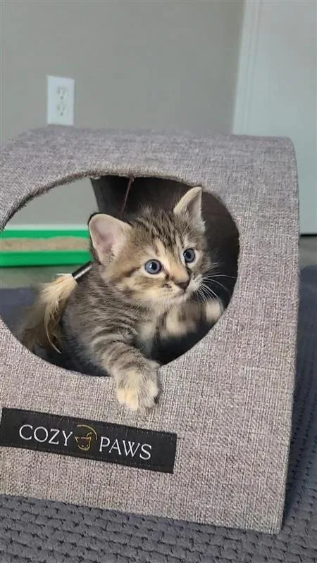 A baby small-sized female Domestic Short Hair cat named Yvette for adoption in Fayetteville, AR