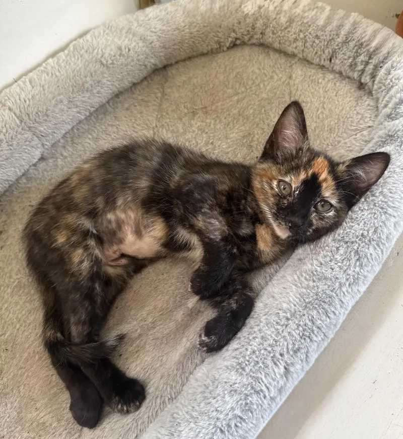 A baby medium-sized female Domestic Short Hair cat named Kiki for adoption in Salt Lake City, UT